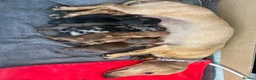 Miniature Dachshund dogs for sale: Miniature Daschund puppy’s 4 boys and 1 girl  in Portsmouth - Advert 3