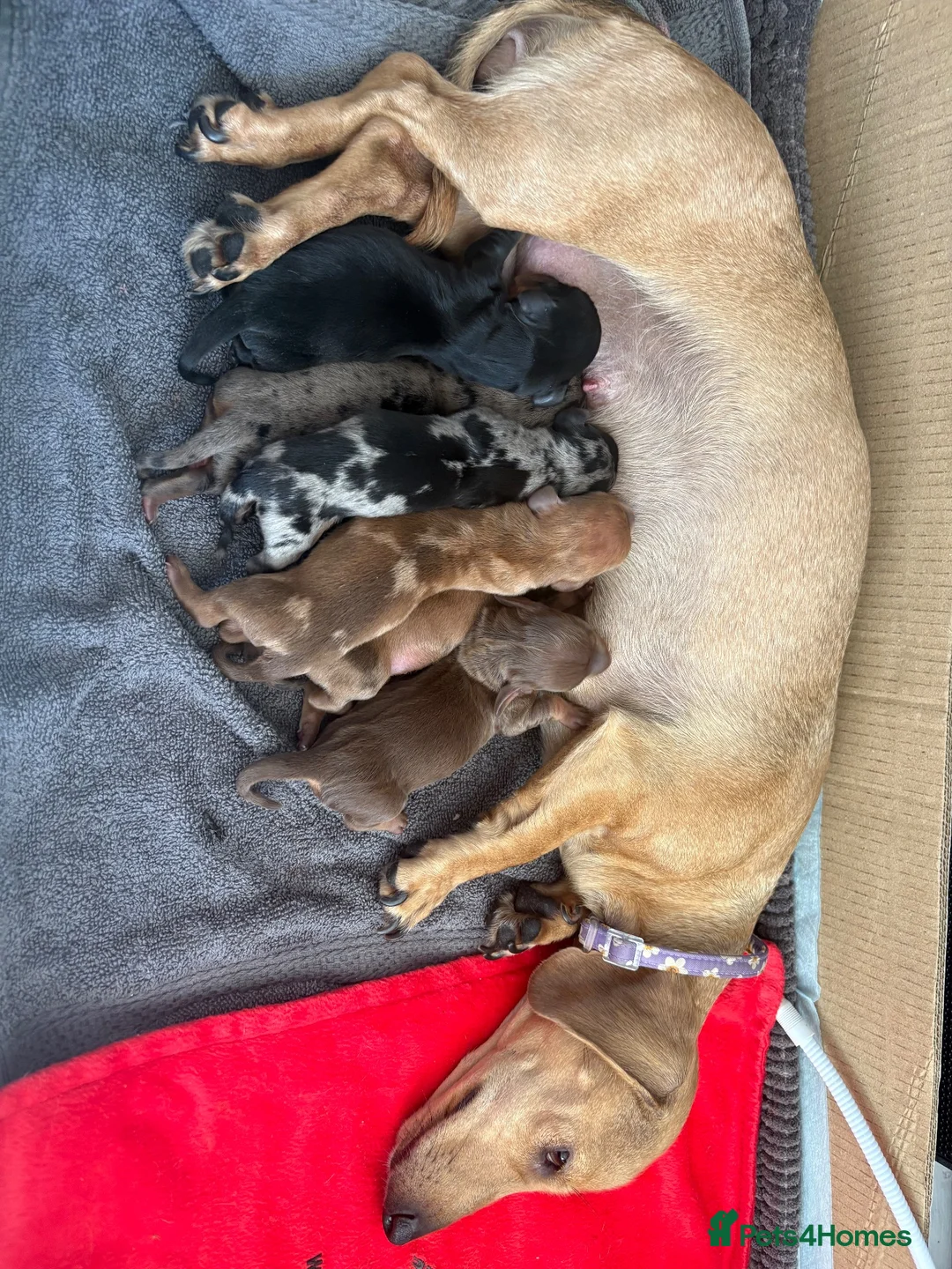 Miniature Dachshund dogs for sale: Miniature Daschund puppy’s 4 boys and 1 girl  in Portsmouth - Advert 3