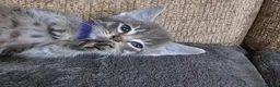 Mixed Breed cats for sale: Adorable Grey kittens for sale  - Advert 19
