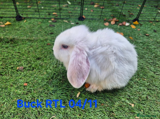 Mini Lop rabbits - Advert 10