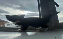 Mixed Breed cats for sale: Beautiful litter of kittens - Image 14