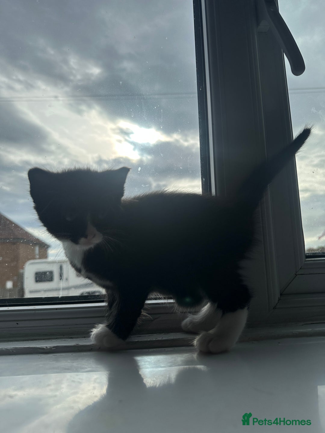 Mixed Breed cats for sale: Beautiful litter of kittens - Image 14