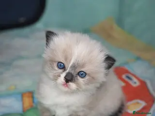 Ragdoll cats Microchipped Ragdoll Pedigree Kittens - Advert 10