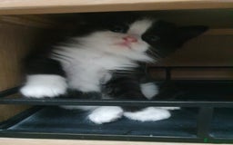 Mixed Breed cats for sale: Maincoon/ragdoll&Siberian kittens [price varies] - Image 7