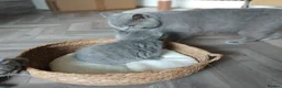 British Shorthair cats for sale: British shorthair kittens  - Advert 14