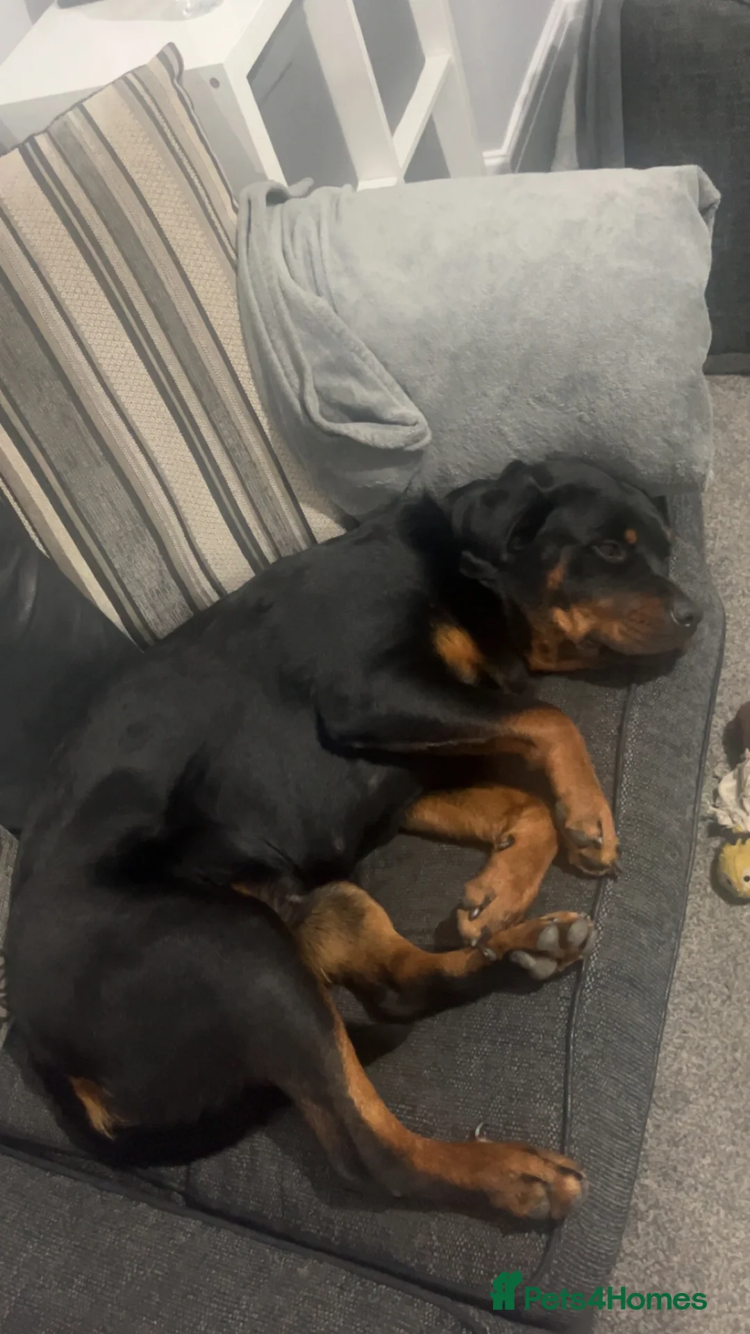 Rottweiler dogs for sale: Female Rottweiler  - Advert 6