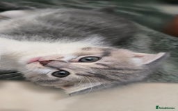 Scottish Fold cats for sale: Charming Scottish Fold Kitten – Born 7th July  - Image 2