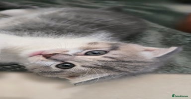 Scottish Fold cats - Advert 4