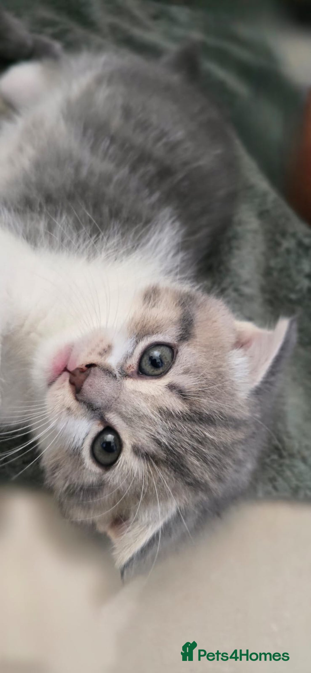 Scottish Fold cats for sale: Charming Scottish Fold Kitten – Born 7th July  - Image 2