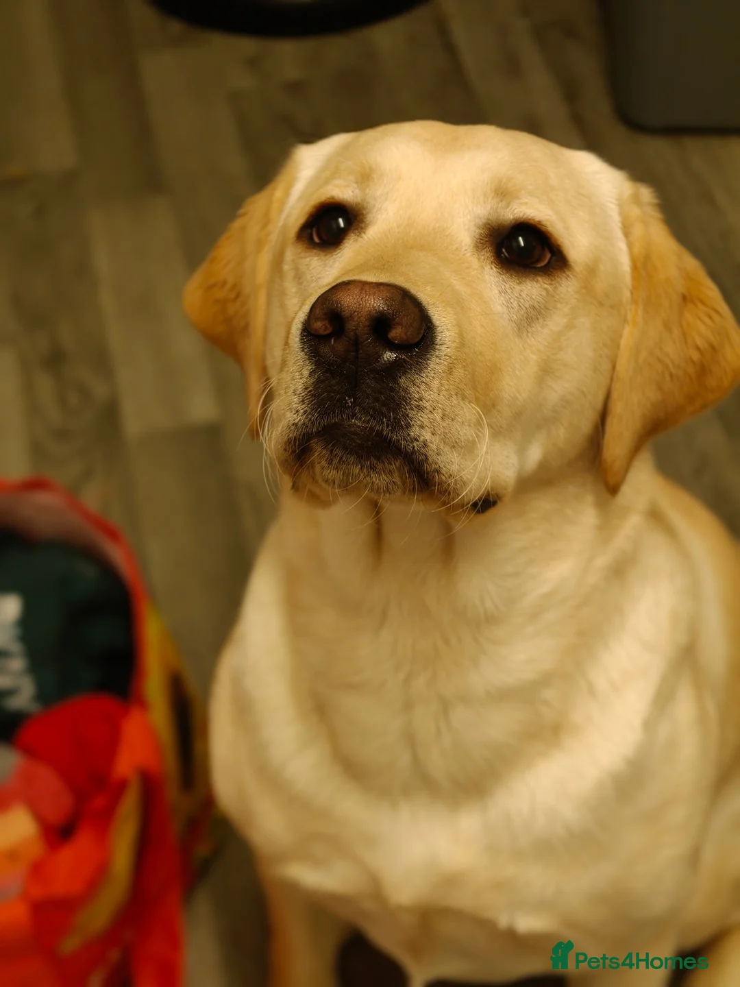 Labrador Retriever dogs for sale: Yellow Labrador  - Advert 8