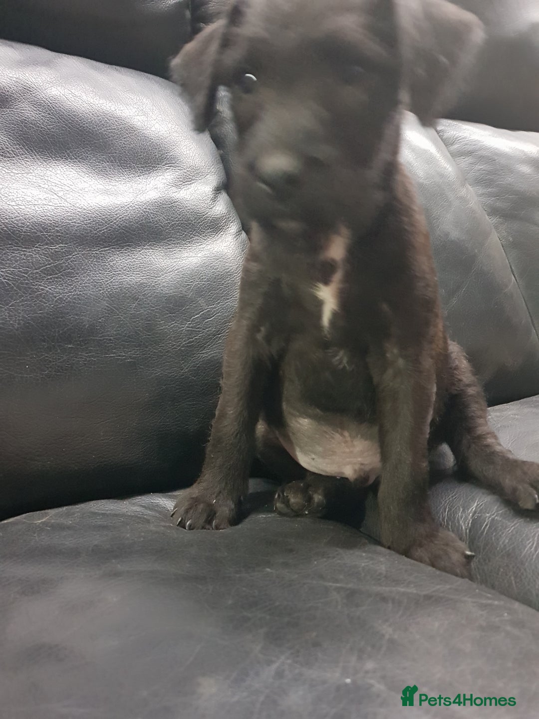Mixed Breed dogs for sale: Lovely patterdale x Lakeland terrier pups - Advert 5