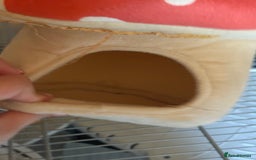 Ferret rodents for sale: 1 boy 1 girl ferrets  - Image 8
