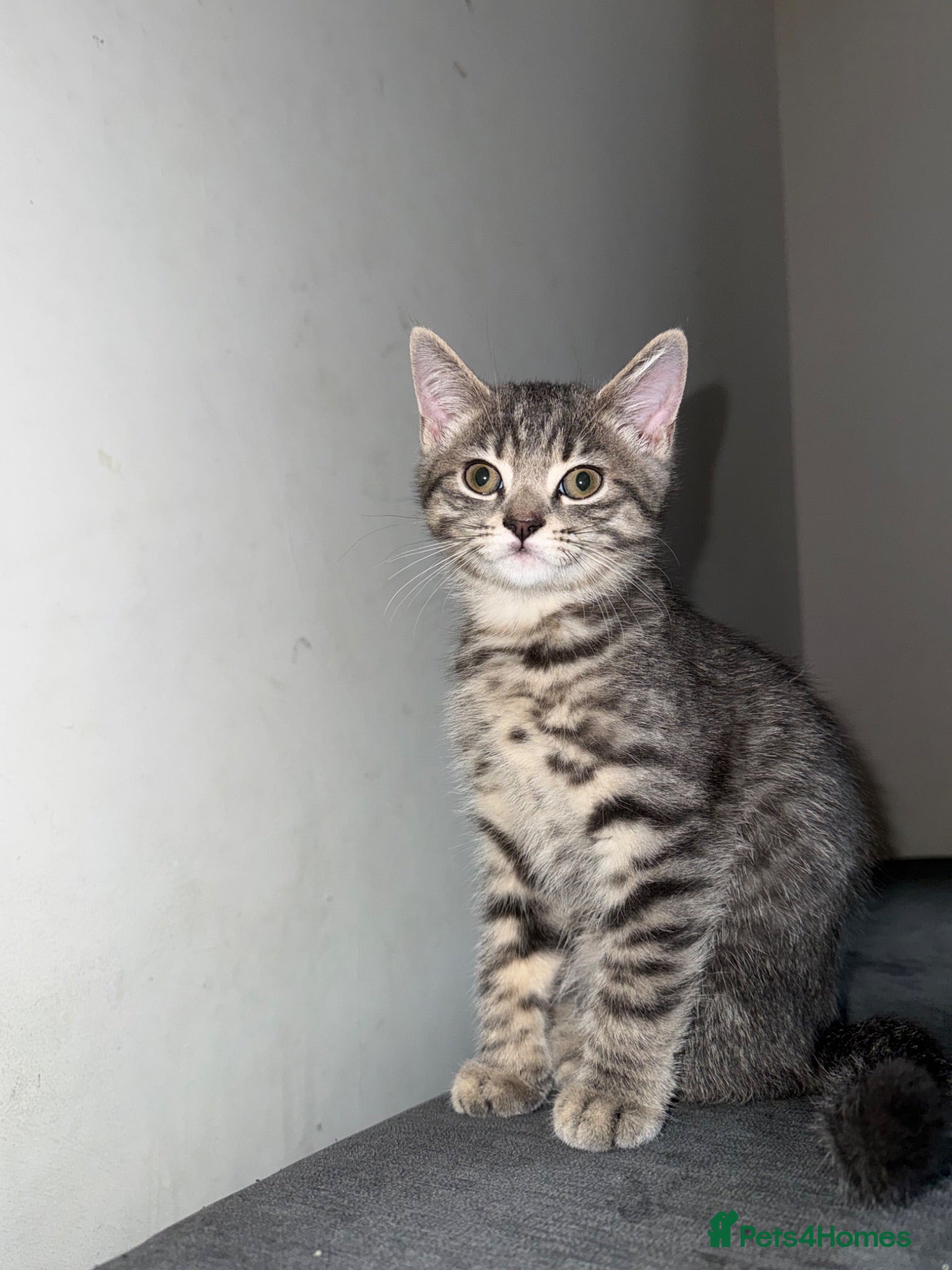 British Shorthair cats BSH CROSS KITTEN  - Advert 16
