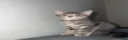 British Shorthair cats for sale: BSH CROSS KITTEN  - Advert 1