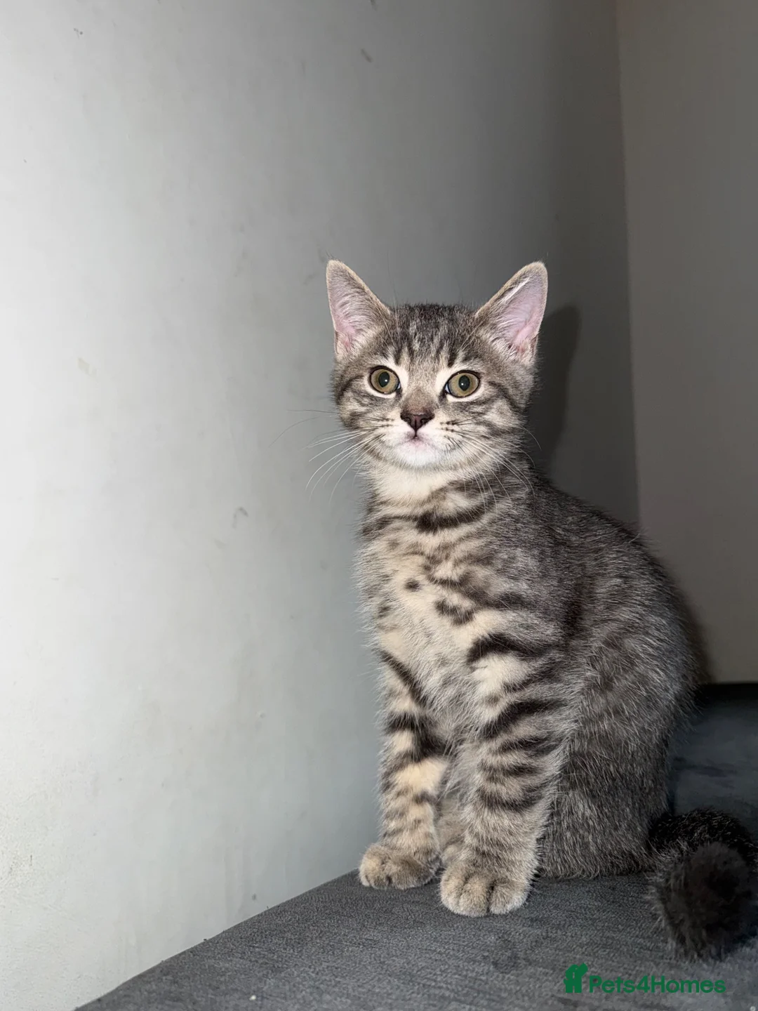 British Shorthair cats for sale: BSH CROSS KITTEN  - Advert 1