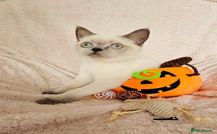 Scottish Fold cats - Advert 1
