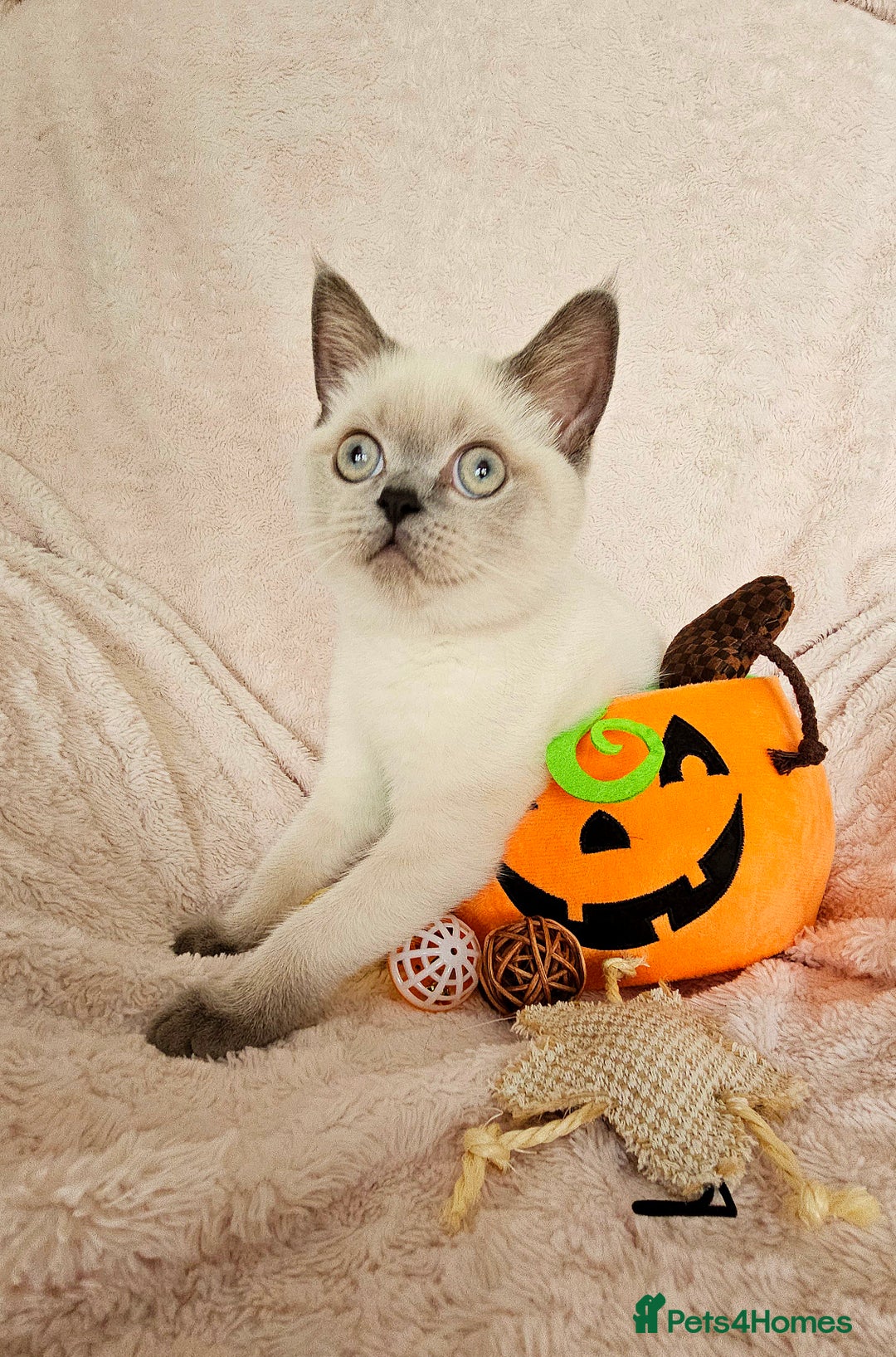 Scottish Fold cats for sale: 😻SF pedigree TICA 😸 BOTH for £1000😸 - Image 8