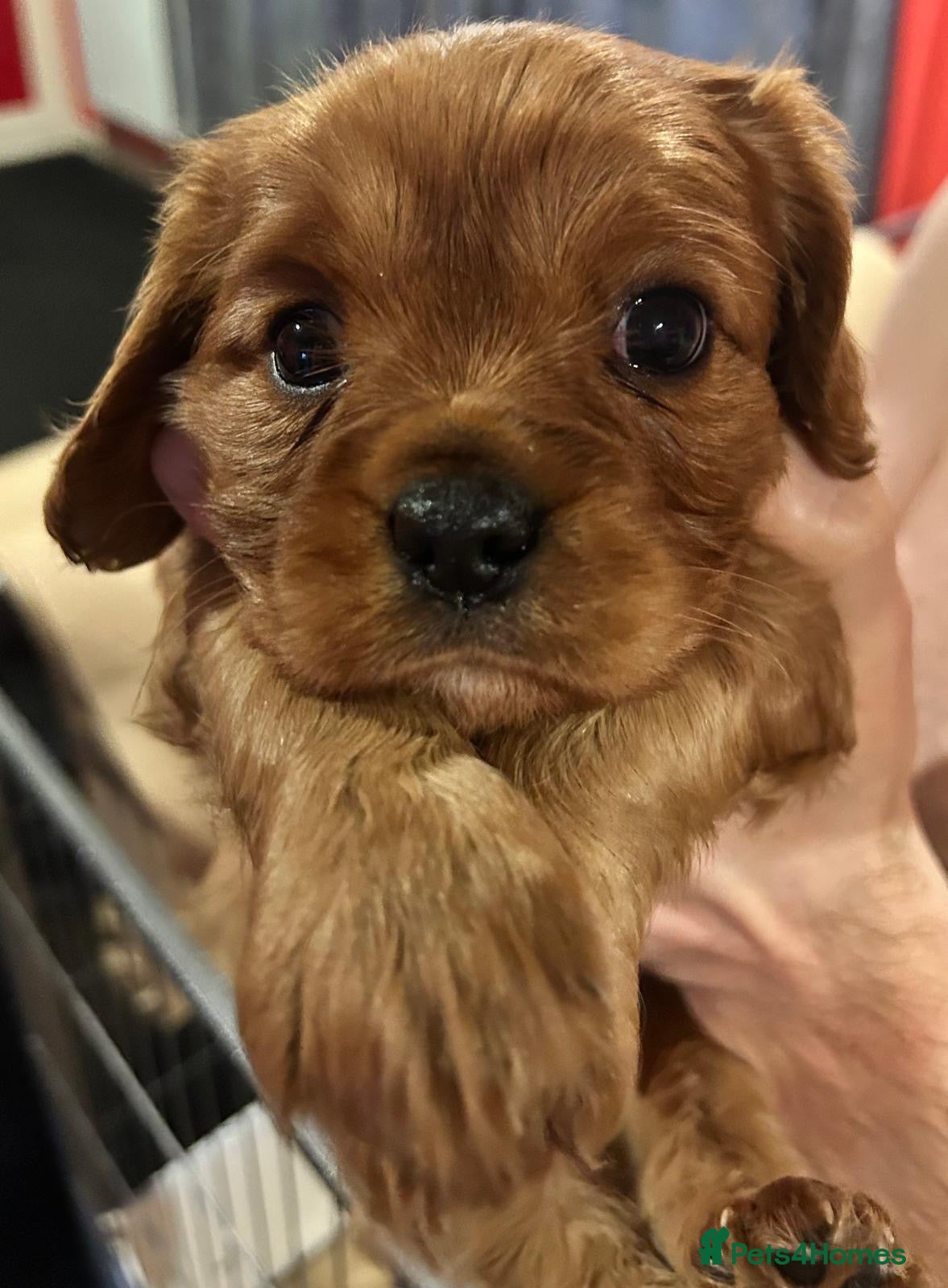 Cavalier King Charles Spaniel dogs Kc Reg, health tested Cavalier King Charles 1 boy  - Advert 3