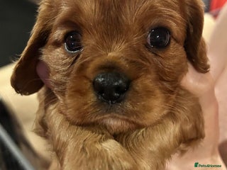 Cavalier King Charles Spaniel dogs Kc Reg, health tested Cavalier King Charles 1 boy - Advert 5