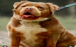 Olde English Bulldogge dogs for sale: The BEST visual fluffy oebs available ⭐️  - Image 28