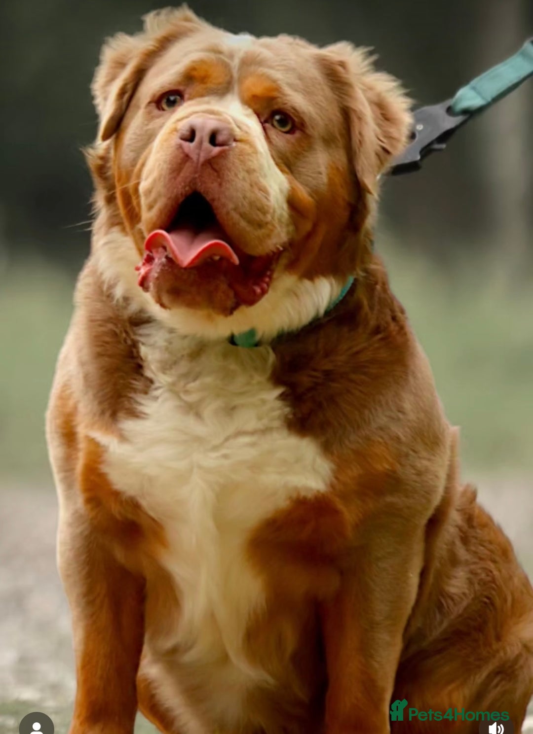 Olde English Bulldogge dogs for sale: The BEST visual fluffy oebs available ⭐️  - Image 28