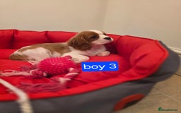 Cavalier King Charles Spaniel dogs for sale: Beautiful Cavalier King Charles Puppies - Image 12