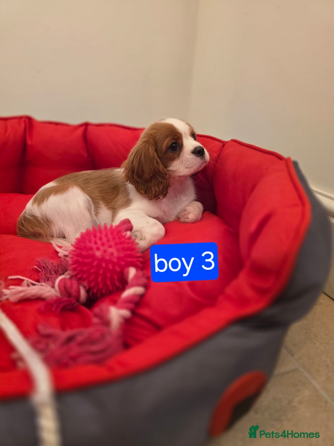 Cavalier King Charles Spaniel dogs for sale: Beautiful Cavalier King Charles Puppies - Image 12
