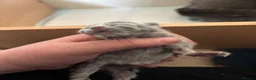 British Shorthair cats for sale: British blue shorthair kittens ready 20th June  - Advert 4