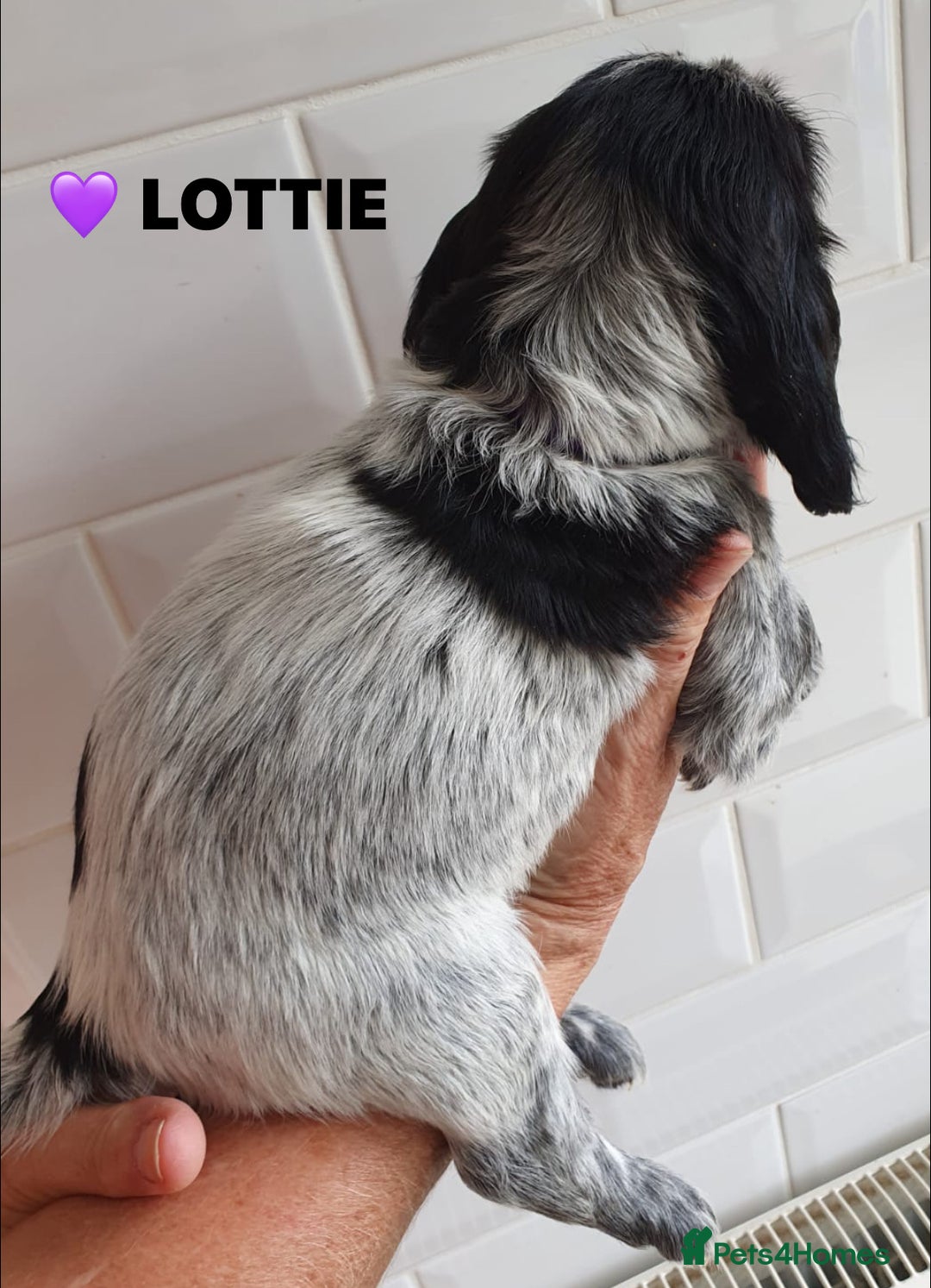 Cocker Spaniel dogs for sale: Stunning Blue/Liver Roan Cocker Spaniels Puppies  - Image 10
