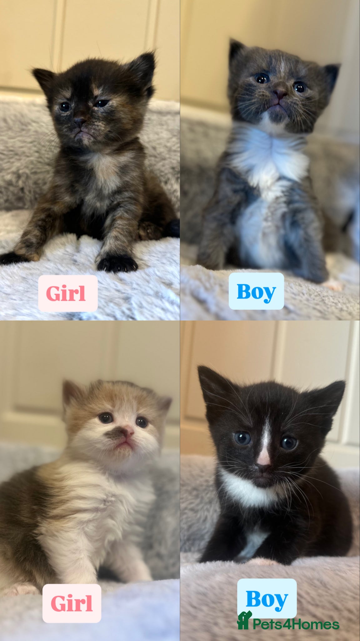 Mixed Breed cats Unique Polydactyl Kittens For Sale - Advert 1