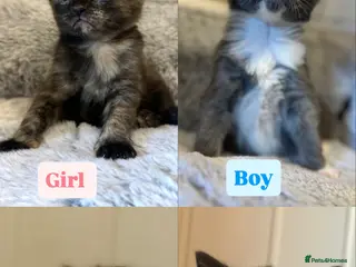 Mixed Breed cats Unique Polydactyl Kittens For Sale - Advert 10