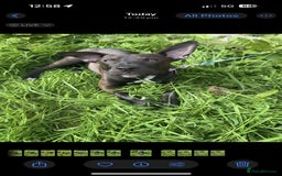 Mixed Breed dogs for sale: Coco canine  - Image 2