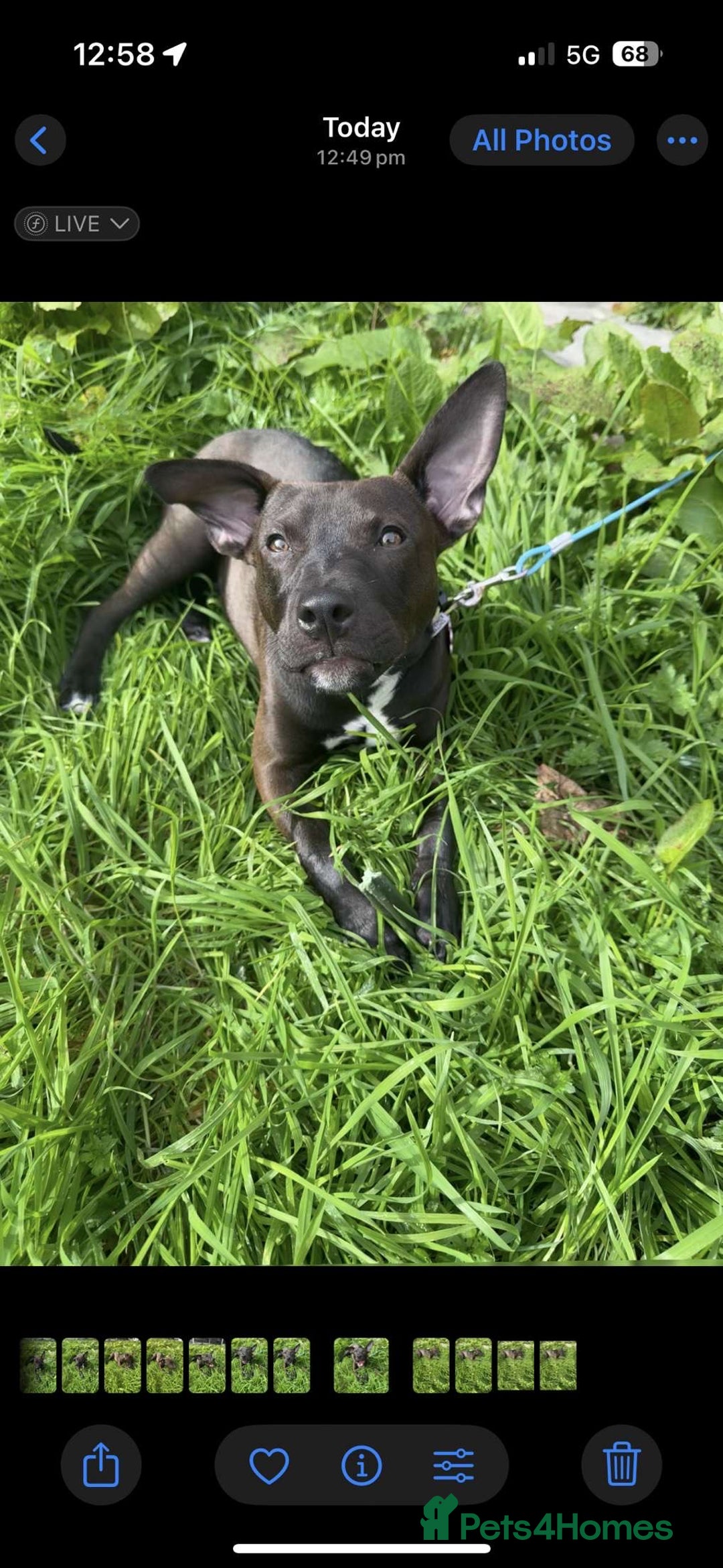 Mixed Breed dogs for sale: Coco canine  - Image 2