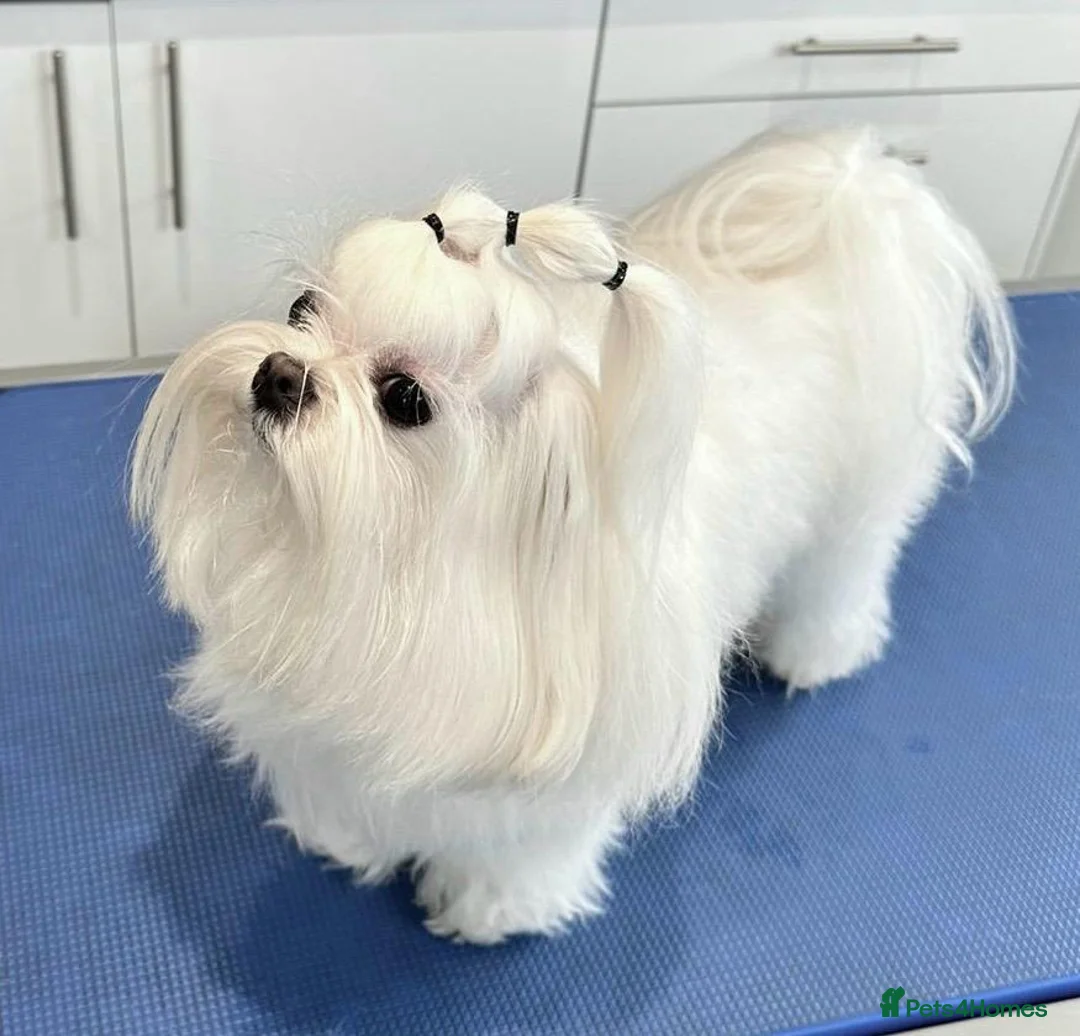 Maltese dogs for stud: OCTAVIUS Korean Maltese KC Registered Proven Stud in Halesowen - Advert 3