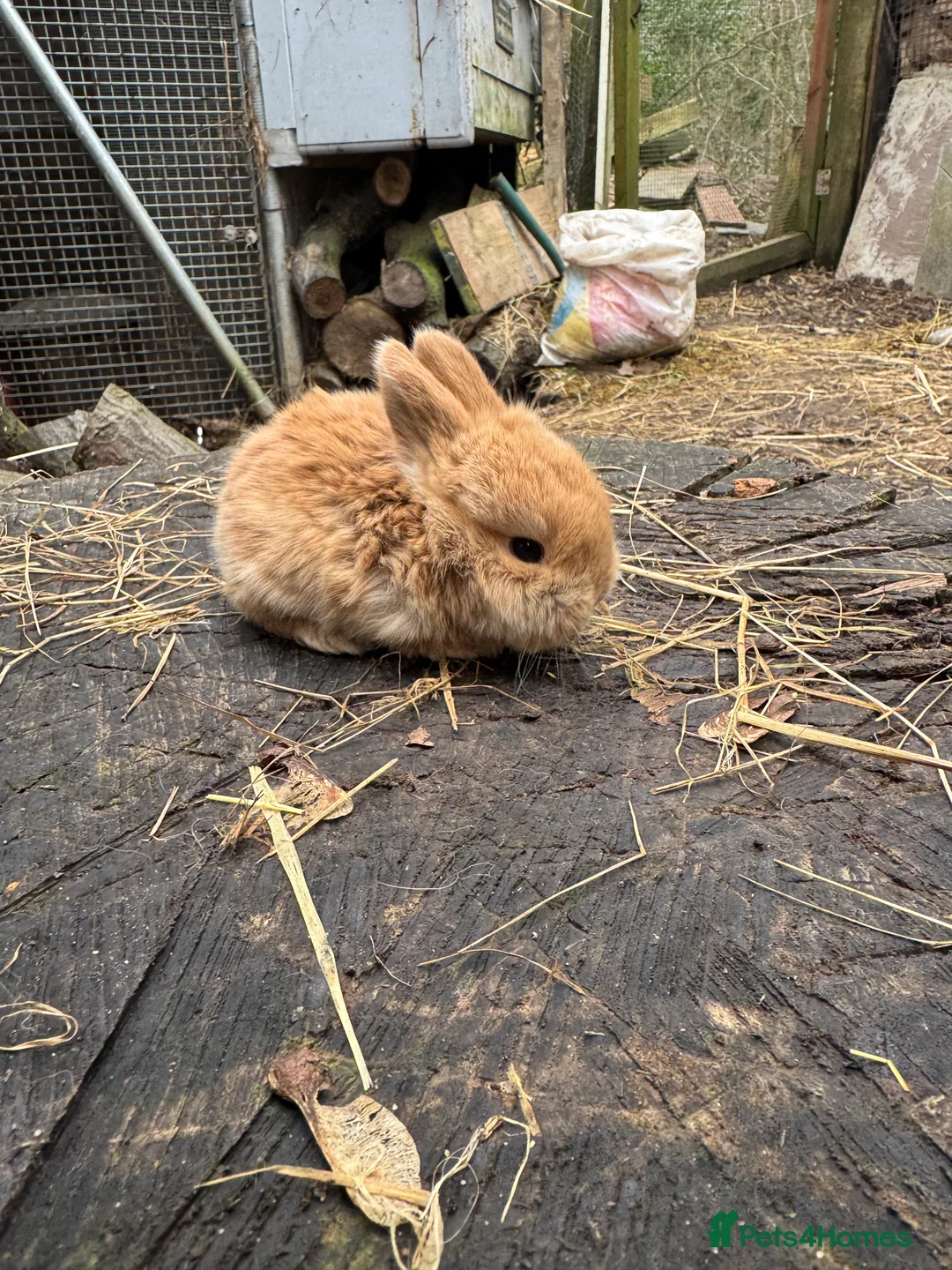 Mini Lop rabbits for sale: Beautiful 100% Pure Family Bred Mini Lop Bunnies - Advert 2