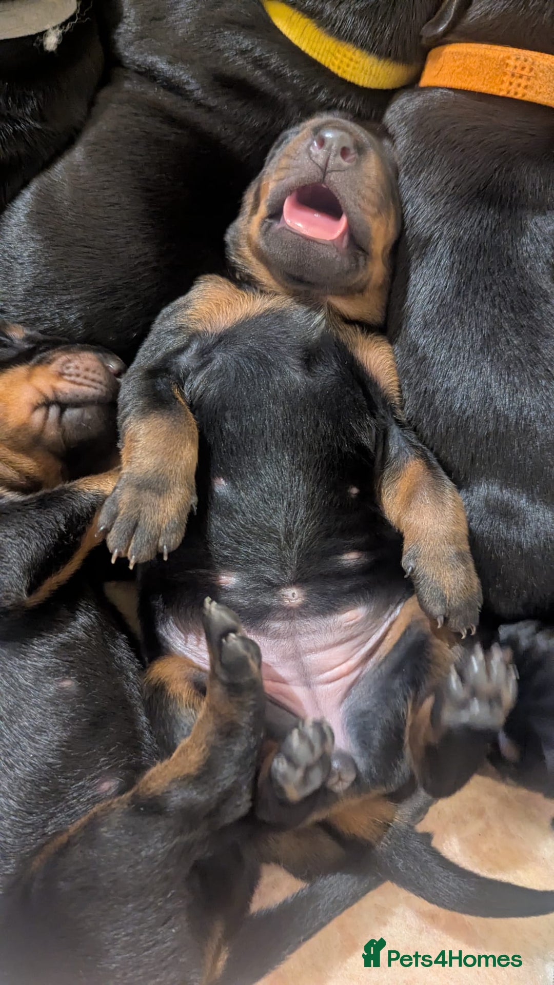 Dobermann dogs for sale: Dobermann puppies  - Advert 3