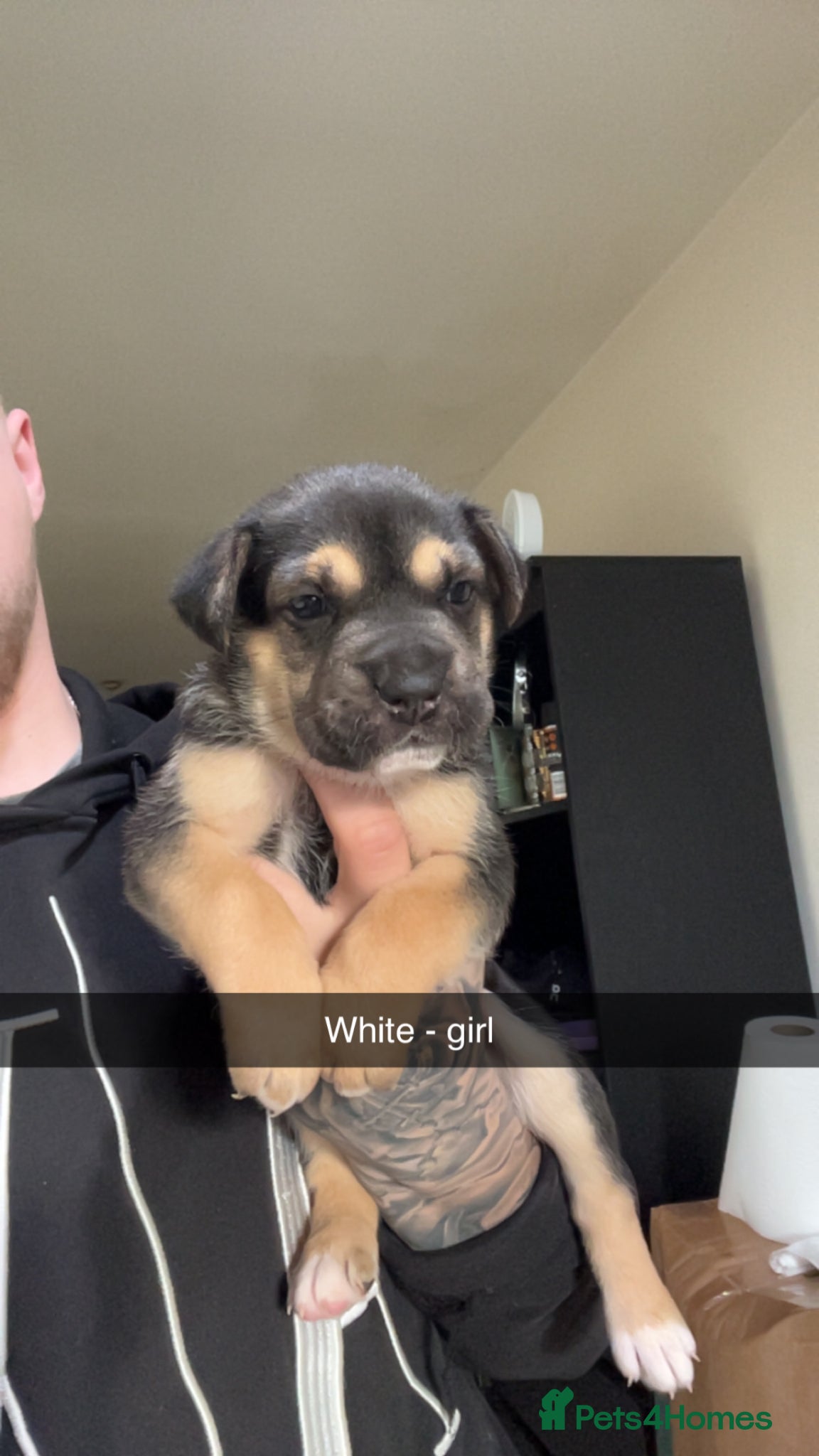 Mixed Breed dogs Alapaha blue blood bulldog x shepsky pups  - Advert 11