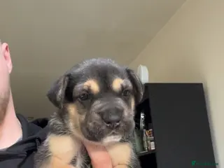 Mixed Breed dogs Alapaha blue blood bulldog x shepsky pups - Advert 14