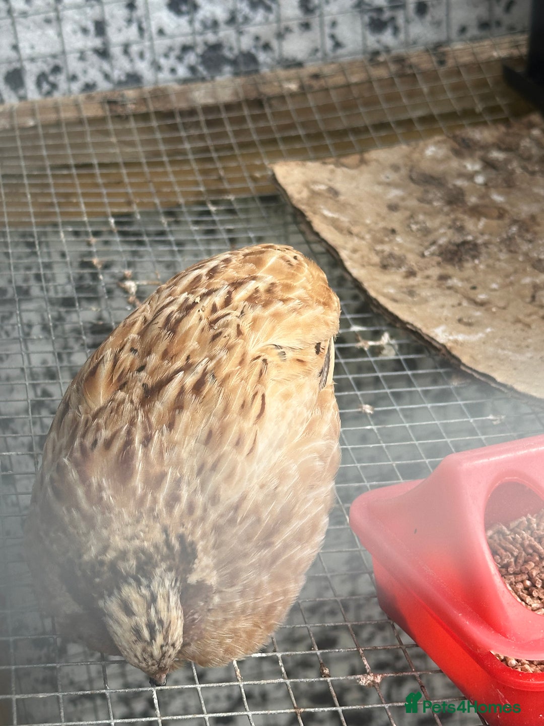 Quail poultry for sale: Quails celedon and italian - Image 4