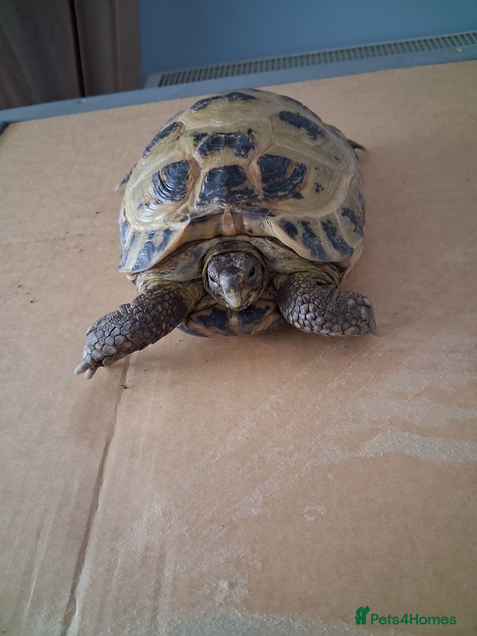 Hermann Tortoise reptiles Tortoise  - Advert 1