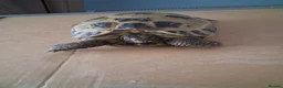 Hermann Tortoise reptiles for sale: Tortoise  in Dunfermline - Advert 1