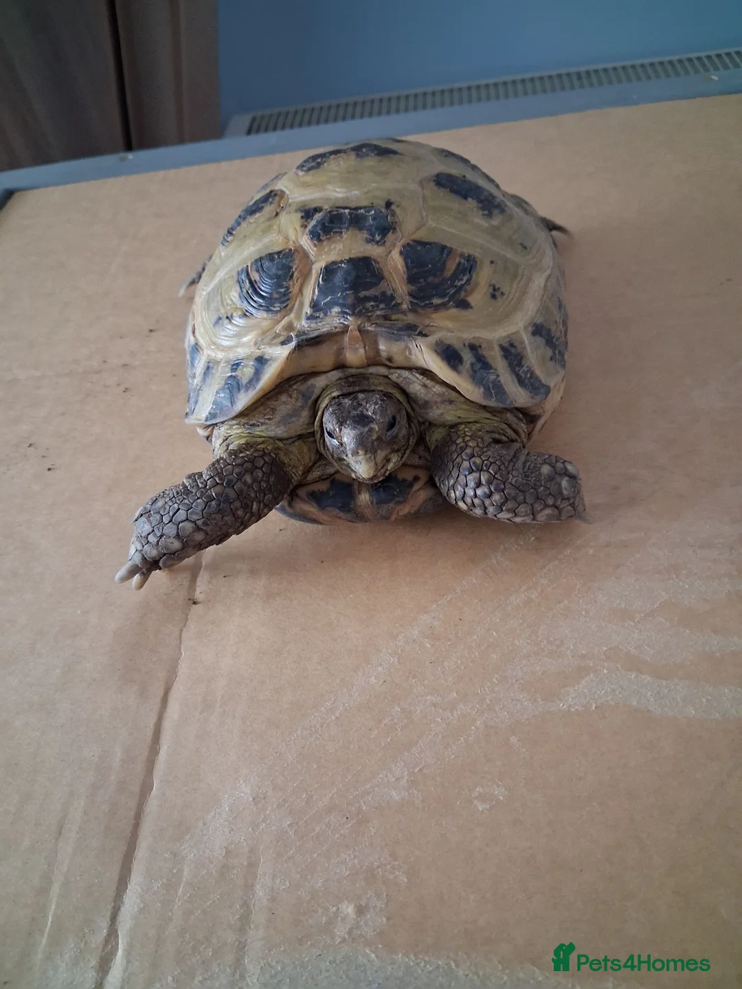 Hermann Tortoise reptiles for sale: Tortoise  in Dunfermline - Advert 1