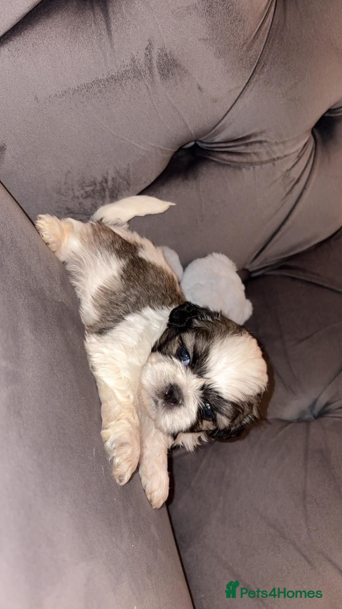 Shih Tzu dogs Standard Shih Tzu puppies  - Advert 21