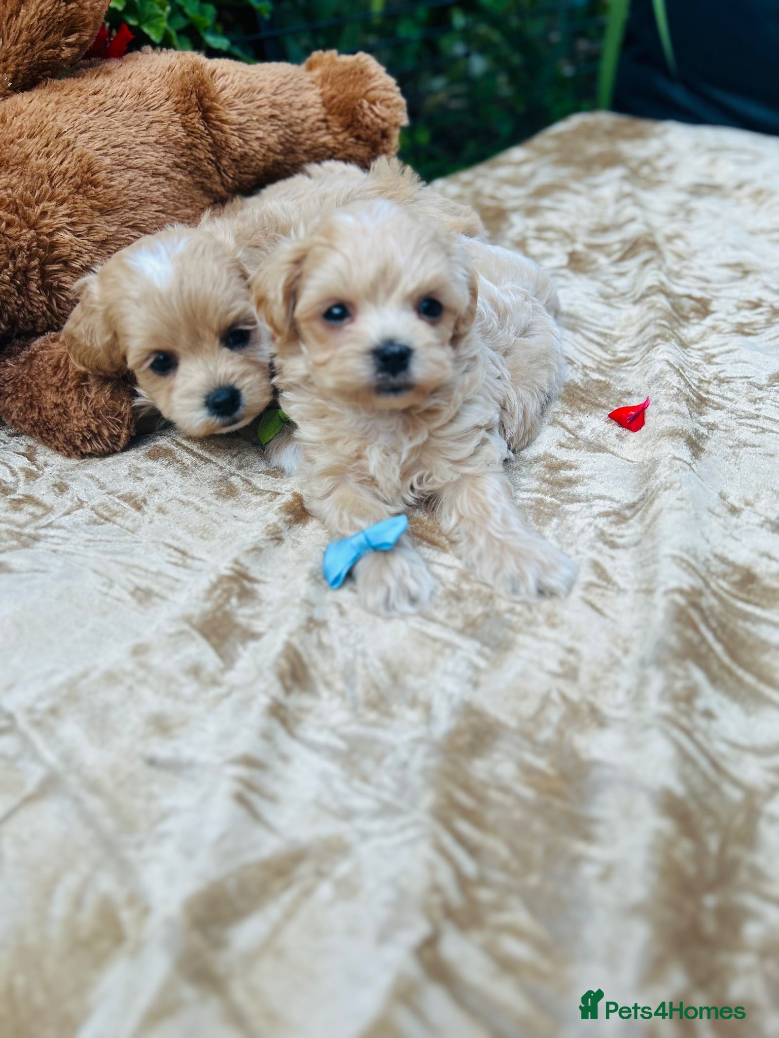 Maltipoo dogs  **  Maltipoo Puppy – Beautiful Teddy Bear Face - Advert 2