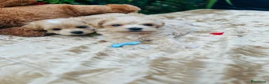 Maltipoo 1