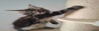Maine Coon Kitten 4