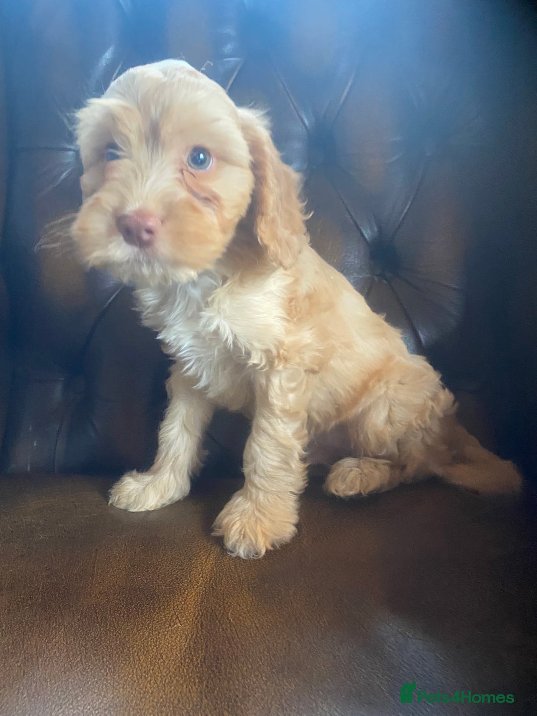 Cockapoo dogs for sale: Cockapoos  - Image 10