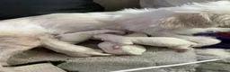 Bichon Frise dogs for sale: 4 Bichon Frisé puppies looking for their new home - Advert 11