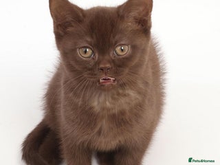 British Shorthair cats Adorable British Babies - Advert 6