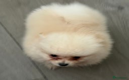Pomeranian dogs for sale: ** Pomeranian Puppies 🐶🤍🐻🤎 - Image 15